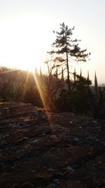 Scenic view of trees against sky during sunset