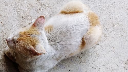 High angle view of cat