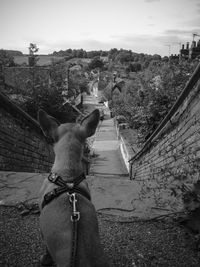 Rear view of woman with dog against sky