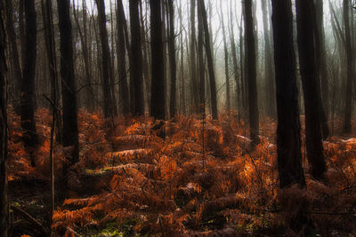 Trees in forest during foggy weather
