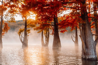 Trees in lake during autumn