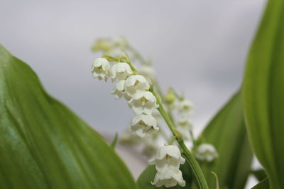 Close-up of white flowering plant