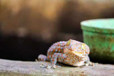 Close-up of lizard on retaining wall