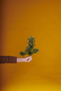 A man's hand holding a cut cannabis plant on yellow background