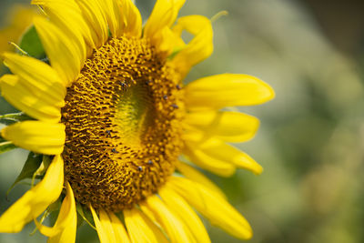 Close-up of yellow sunflower