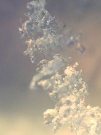 Low angle view of flower tree against sky