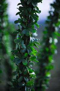 Close-up of fresh green plant