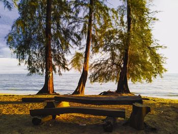 Trees and bench in park