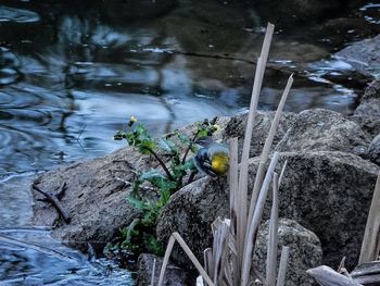 Rocks in water