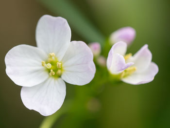 Close-up of white flowering plant