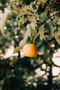 Close-up of fruits on tree