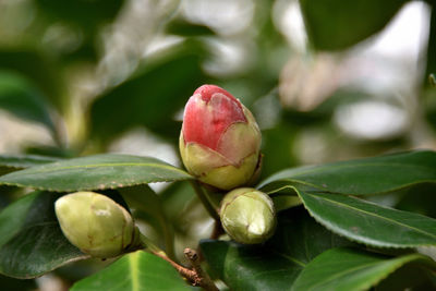 Close-up of fruits on plant