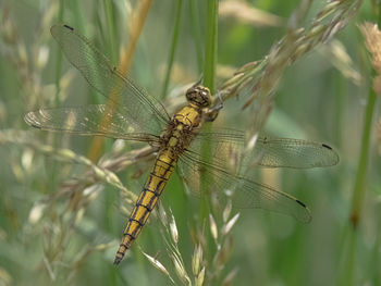 dragonflies and damseflies