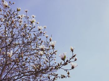 Low angle view of tree against clear sky