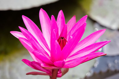 Close-up of insect on pink flower