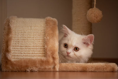 Close-up portrait of cat relaxing at home