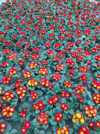 Full frame shot of red flowering plants