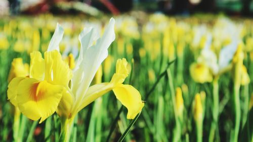 Close-up of yellow flowering plant on field