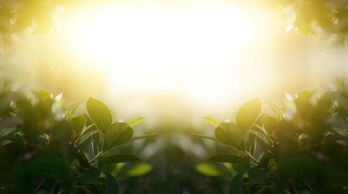 Sunlight streaming through plants on field against bright sun