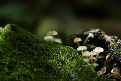 Close-up of moss growing on rock