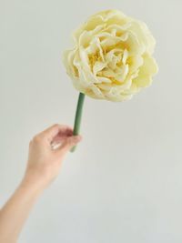 Cropped image of person holding yellow flower against white background