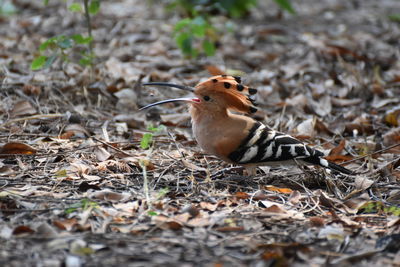 Close-up of bird perching on field