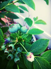 Close-up of plant