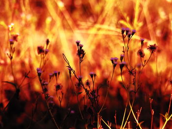 Close-up of flowering plants on field