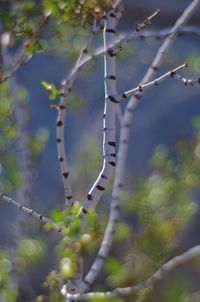 Close-up of spider web on tree