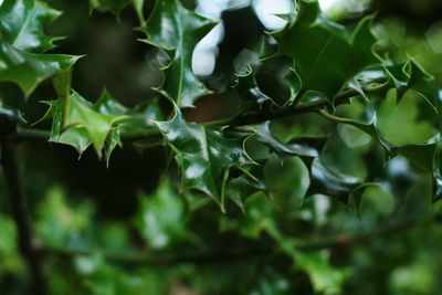 Full frame shot of fresh green leaves