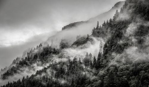 Trees on mountain during foggy weather