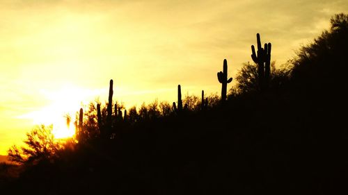 Silhouette plants growing on field against sky during sunset