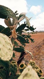 Close-up of plant on field against sky