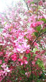 Pink flowers blooming on tree