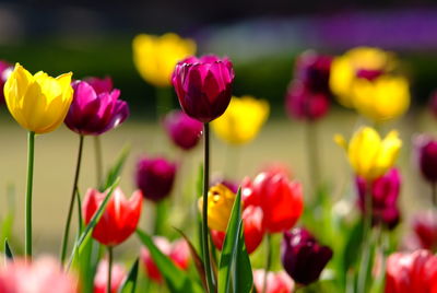 Close-up of pink tulips on field