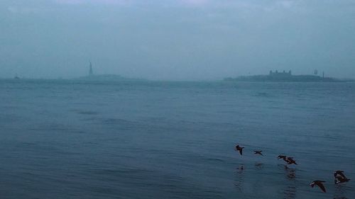 View of birds swimming in sea