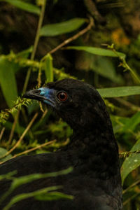 Close-up of a bird