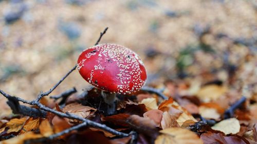 Close-up of fly agaric mushroom on field