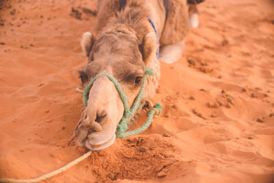 Morocco merzouga sahara desert camel in the dunes.