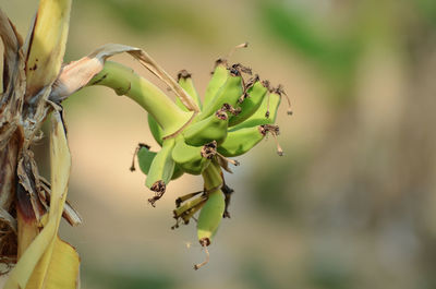 Close-up of banana growing on plant