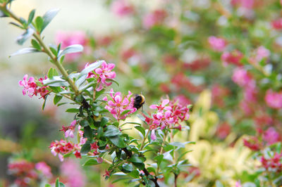 Close-up of pink flowering plant