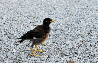 Bird perching on a road