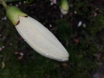 Close-up of wet plant