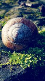 Close-up of snail