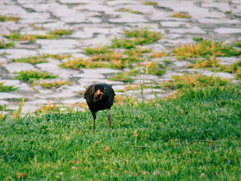 Bird on field