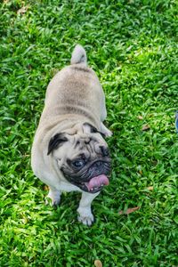 Portrait of pug on grass