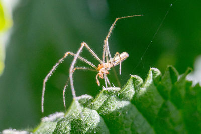 Close-up of spider on plant