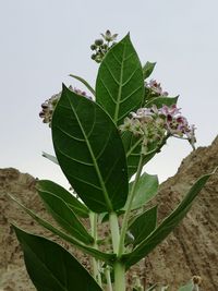 Close-up of green leaves