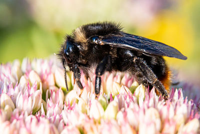 Close-up of bee pollinating on flower