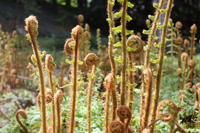 Close-up of flowering plants on land